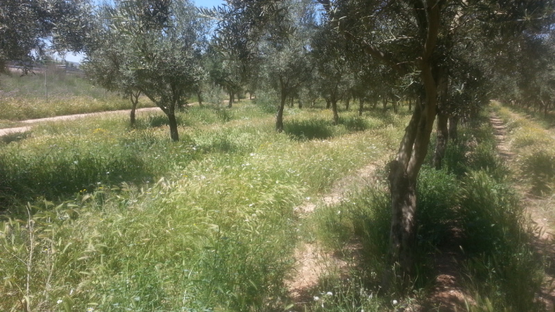 Cubierta vegetal en olivar 339tvgn