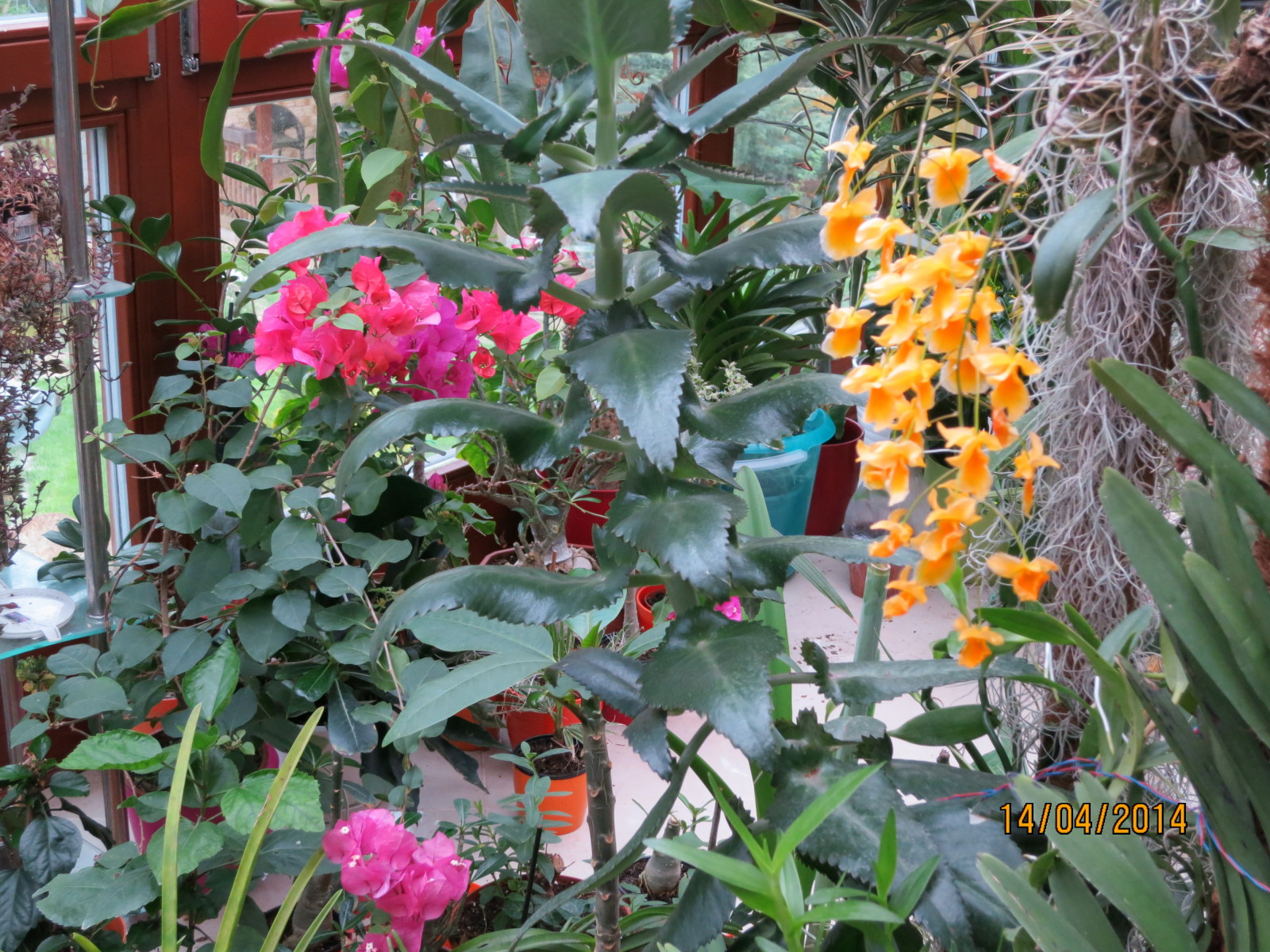 Bougainvillea Hv8mjb