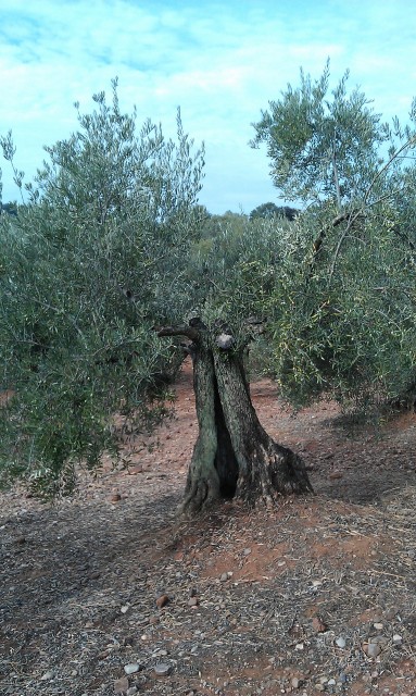 Olivos otoño 2015 antes del tratamiento de otoño Iggrja