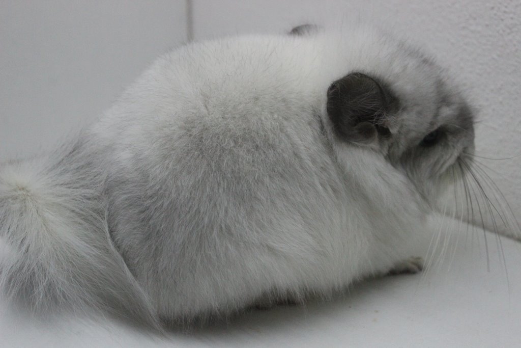 ROYAL PERSIAN ANGORA Y SUS PORTADORES J5bj9l