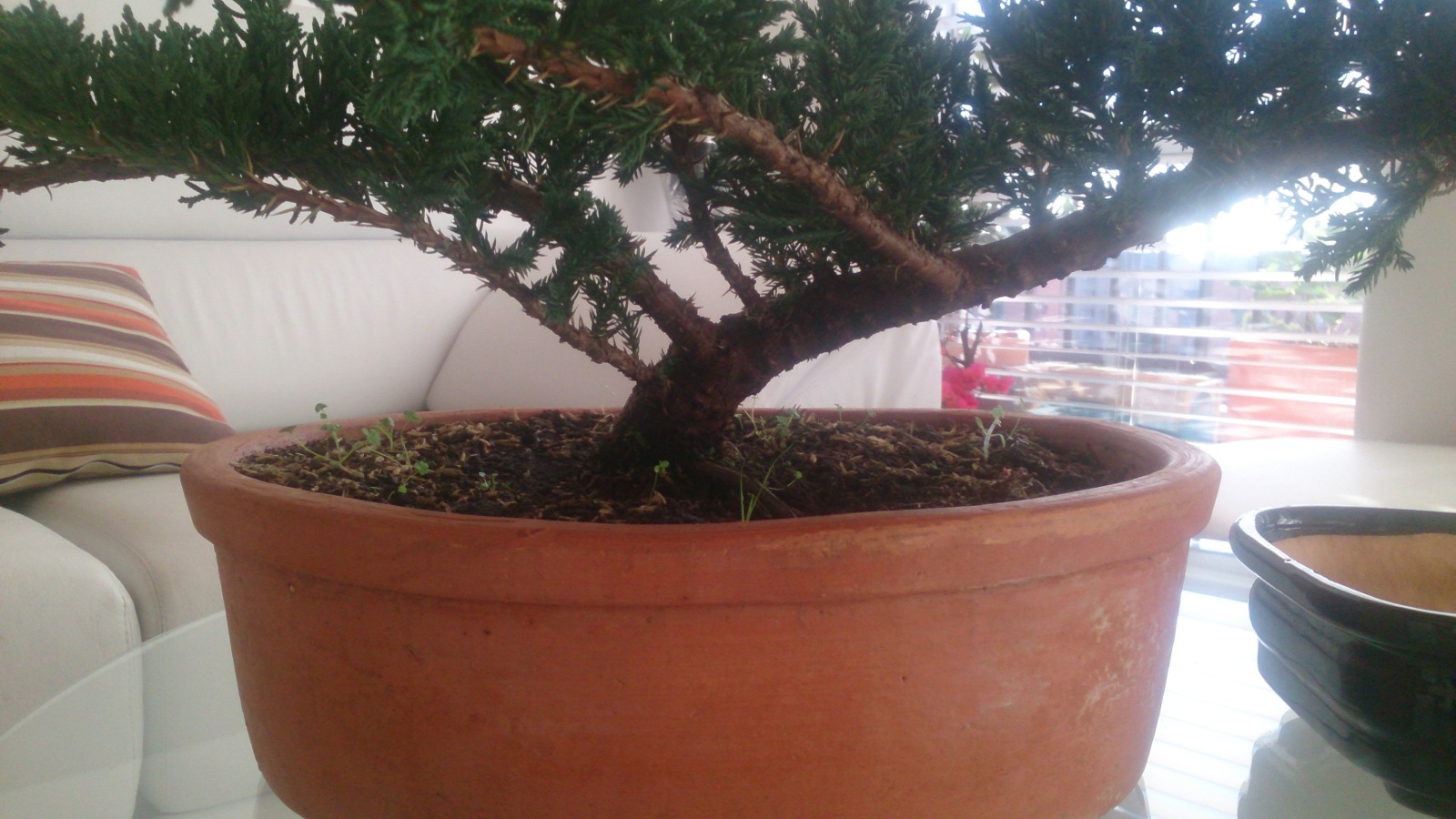 Tamaño maceta para bonsai Jferyq