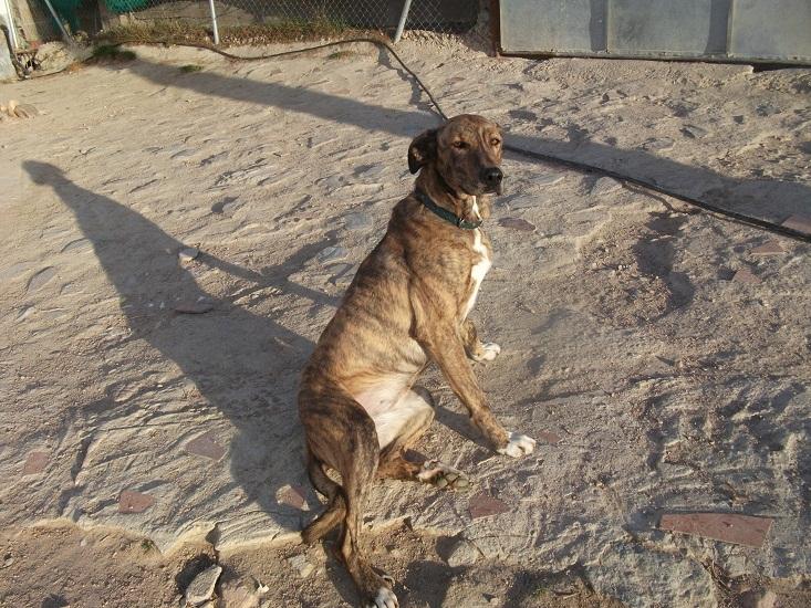 *Brad, Misha y Lorna (abril 2010), cruces de mastin y galgo muy jovencitos en adopcion. Amidea Miajadas Cáceres (PE) Ng3kfn