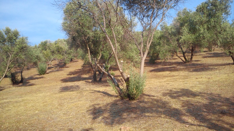 Olivos quemados (Guadalajara) 110mb1l