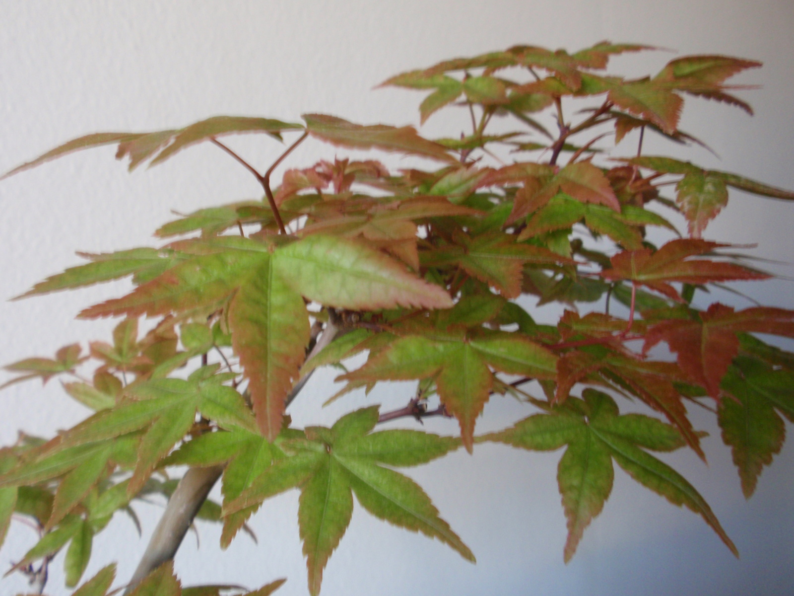 Arce palmatum deshojo 1zpnmud