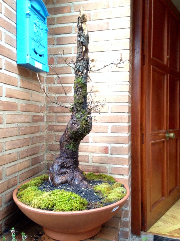 yamadori - Quercus pyrenaica yamadori 2447az5