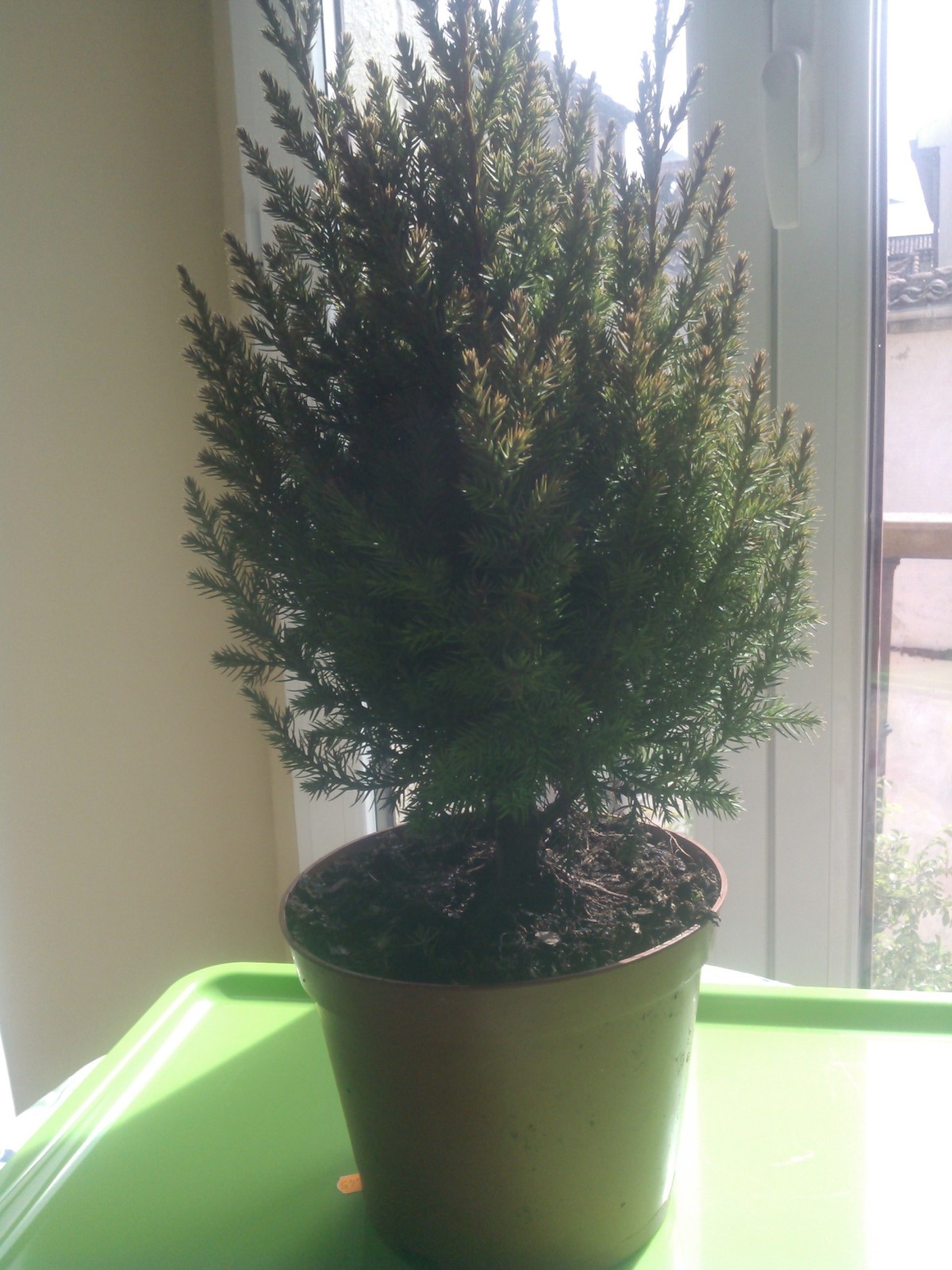 Juniperus chinensis stricta 2cr4j6q