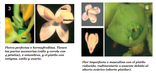 Factores que afectan al cuajado 2eyhqas