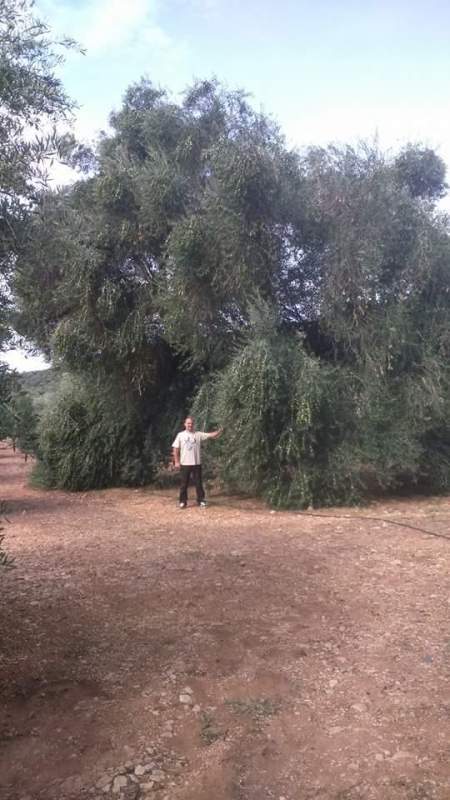 Olivos otoño 2015 antes del tratamiento de otoño 2hs5ax3