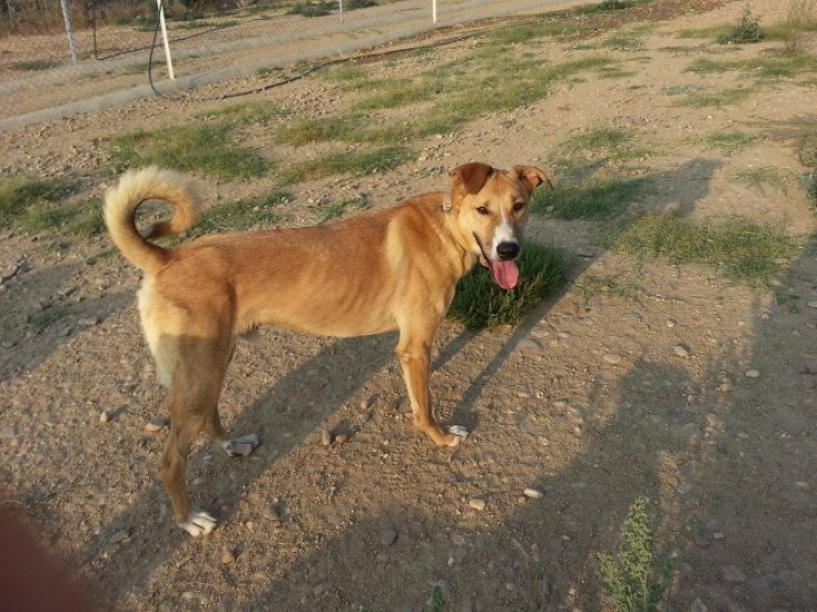 galgo - Galgo/Podenco Macho Adulto. REV 17/8/2014 2llc75e