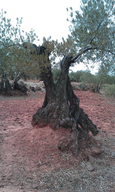 Olivos otoño 2015 antes del tratamiento de otoño 2reqn4k