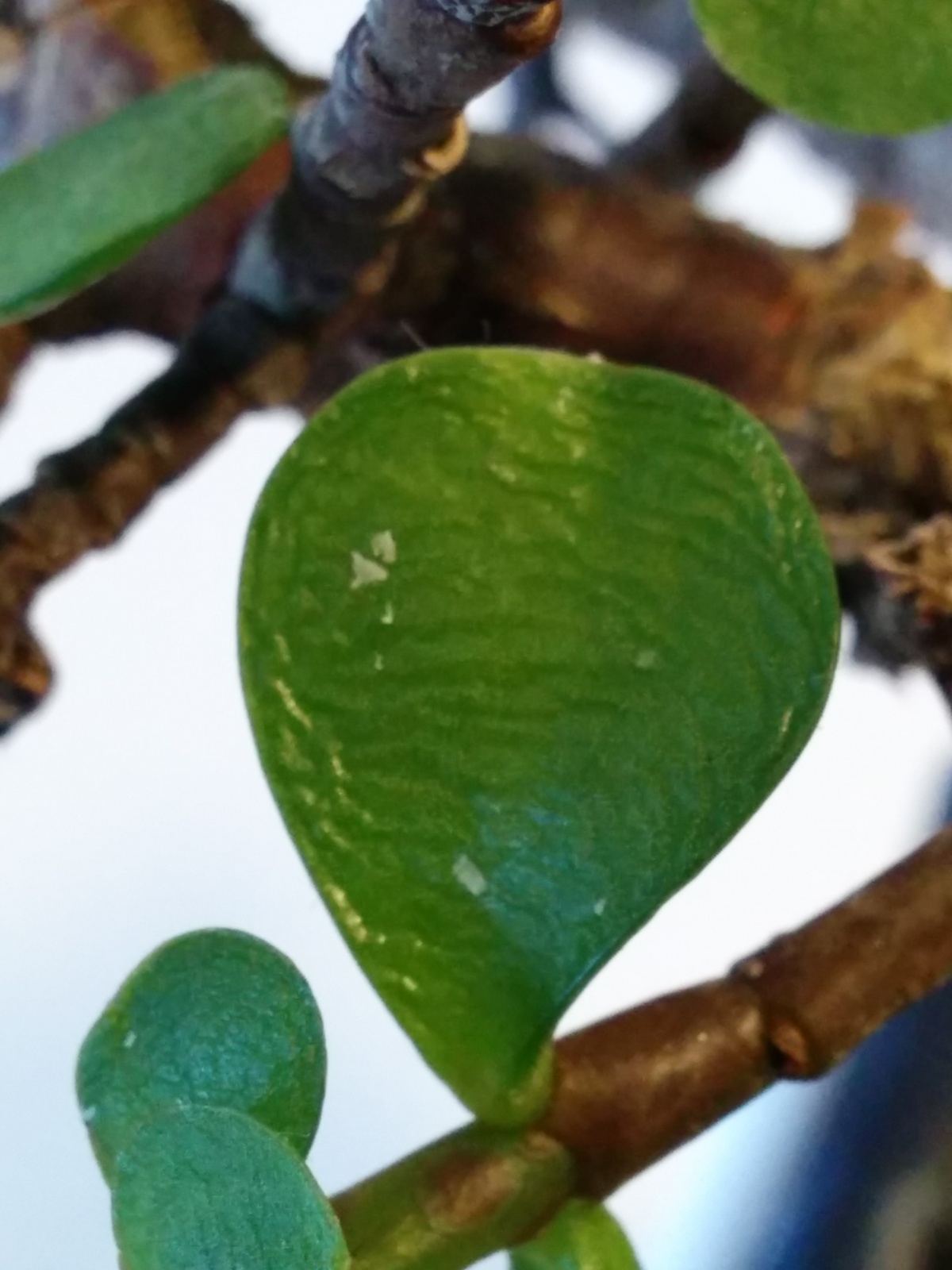 Caída de hojas en mi Portulacaria Afra!! 4t7rdi