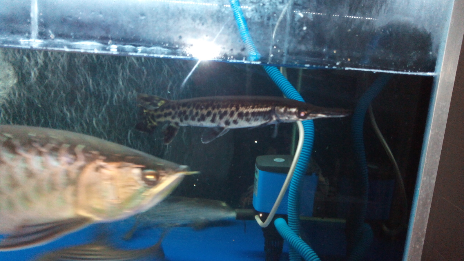 Tank Mate Arowana Fw3aqp