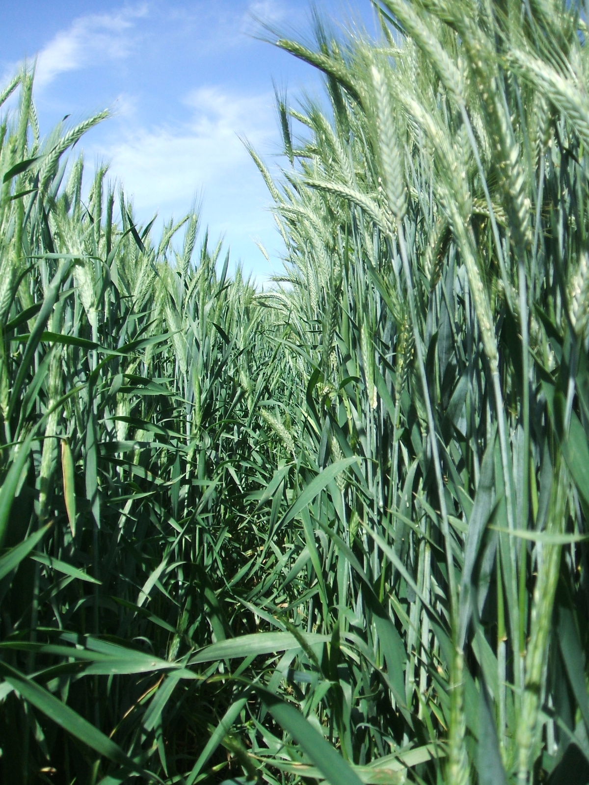 Triticale. Iw3ojp