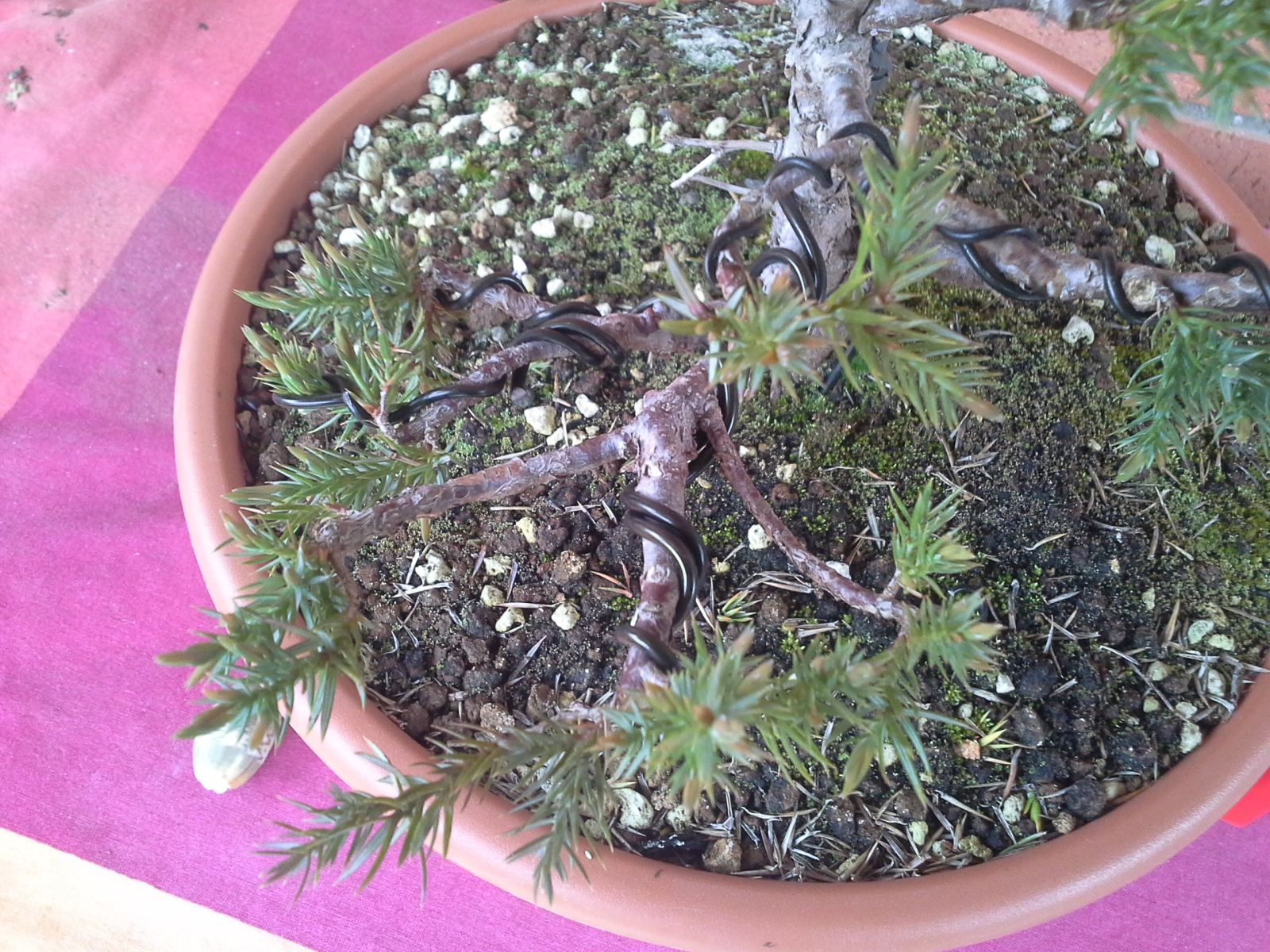 Juniperus chinensis stricta Ma8780