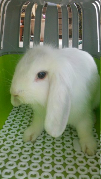 [Adopte] Leia - lapine blier blanche [Ani-Nounou] N66cya