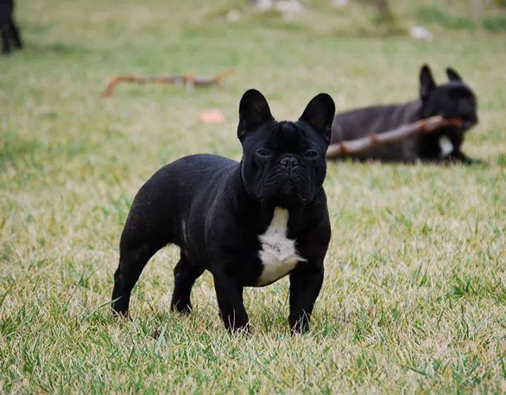 Macho de dos años en adopción R9hcwh