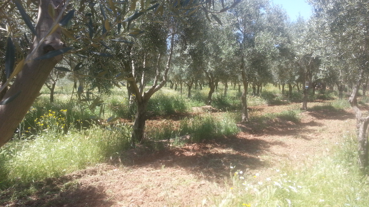 Cubierta vegetal en olivar Ws7huv