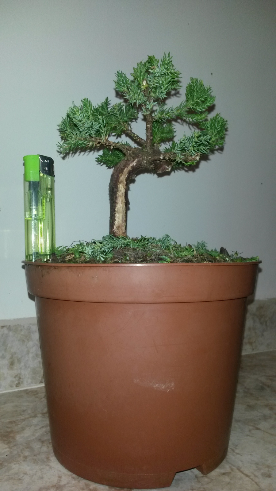 Juniperus Procumbens :acepta bien la poda de raíz ???????? Wtvzmb