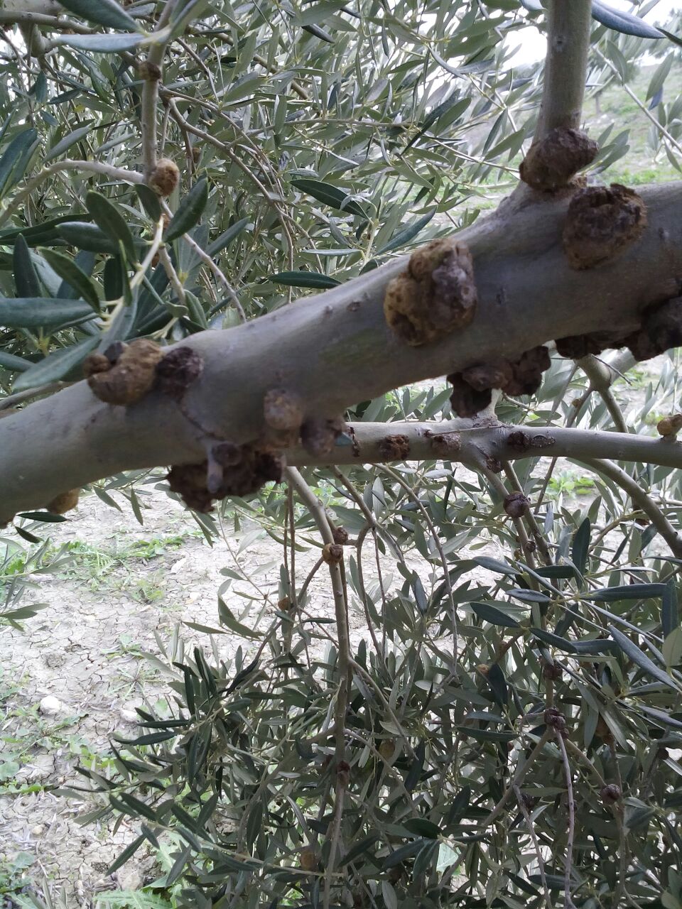 cobre contra la tuberculosis X3fmg6