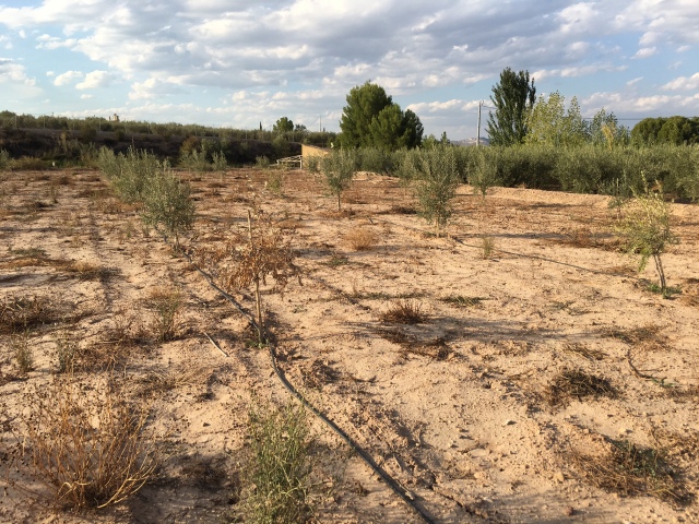 Plantones de olivo que no crecen, aceitunas deformes, hojas amarillas y plantón que se seca (Murcia) 14mfjuh