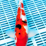 Koi Varieties and History. 157gako