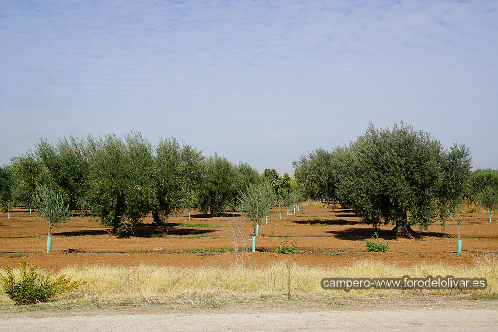 Plantación de olivar marco tradicional reconvertido a intensivo (Badajoz) 15gadf