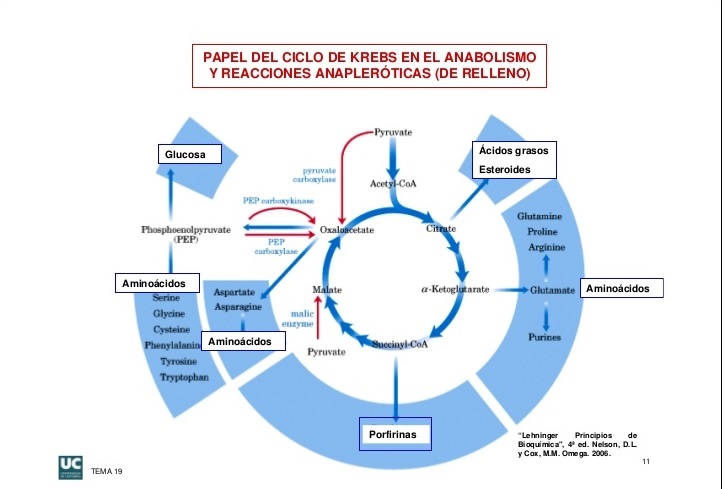 Unidad-I: OXIDACIONES BIOLÓGICAS (Cuestionario p/semana: 14-21 agosto, 2016) 15gdogx