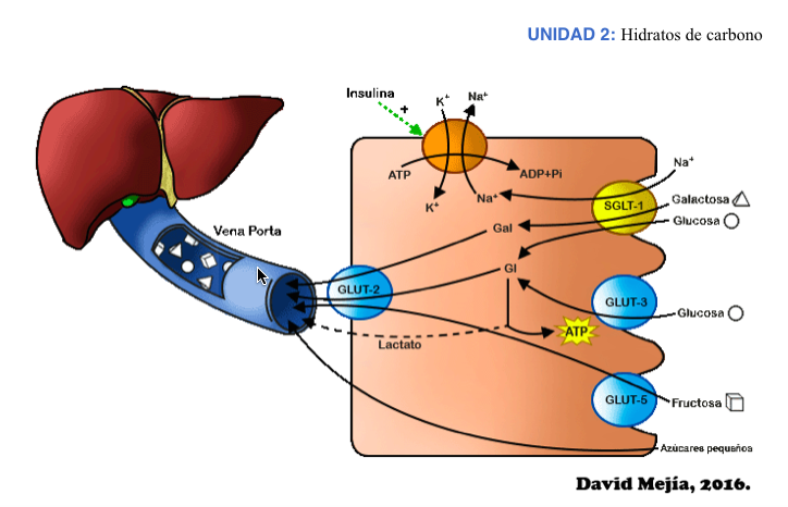 Unidad-II: Metabolismo de los Hidratos de carbono (12-19 sept-16) 15nlzee