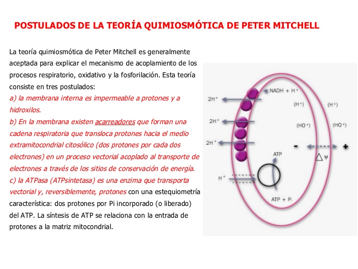 OXIDACIONES BIOLÓGICAS (Cuestionario fecha: 21-28 agosto, 2016) 1z35xua