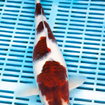 Koi Varieties and History. 1zg9pjm