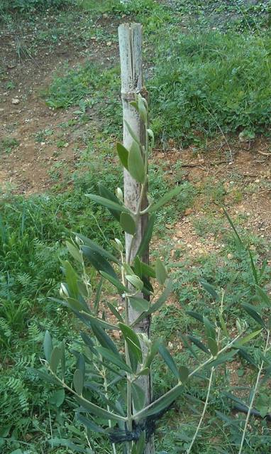 Tratamiento plantones de olivo post-plantación (Badajoz) 21e3rxf