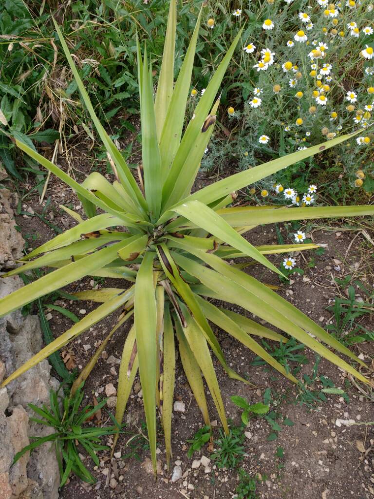 Malattia fungina Yucca 21euqo3