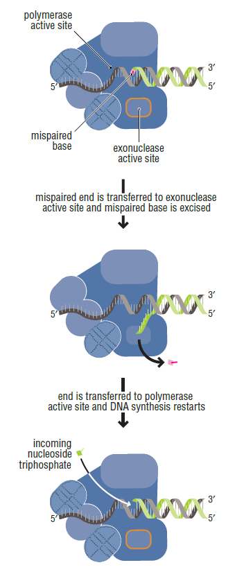 dna replication - DNA replication of prokaryotes 21l4kck