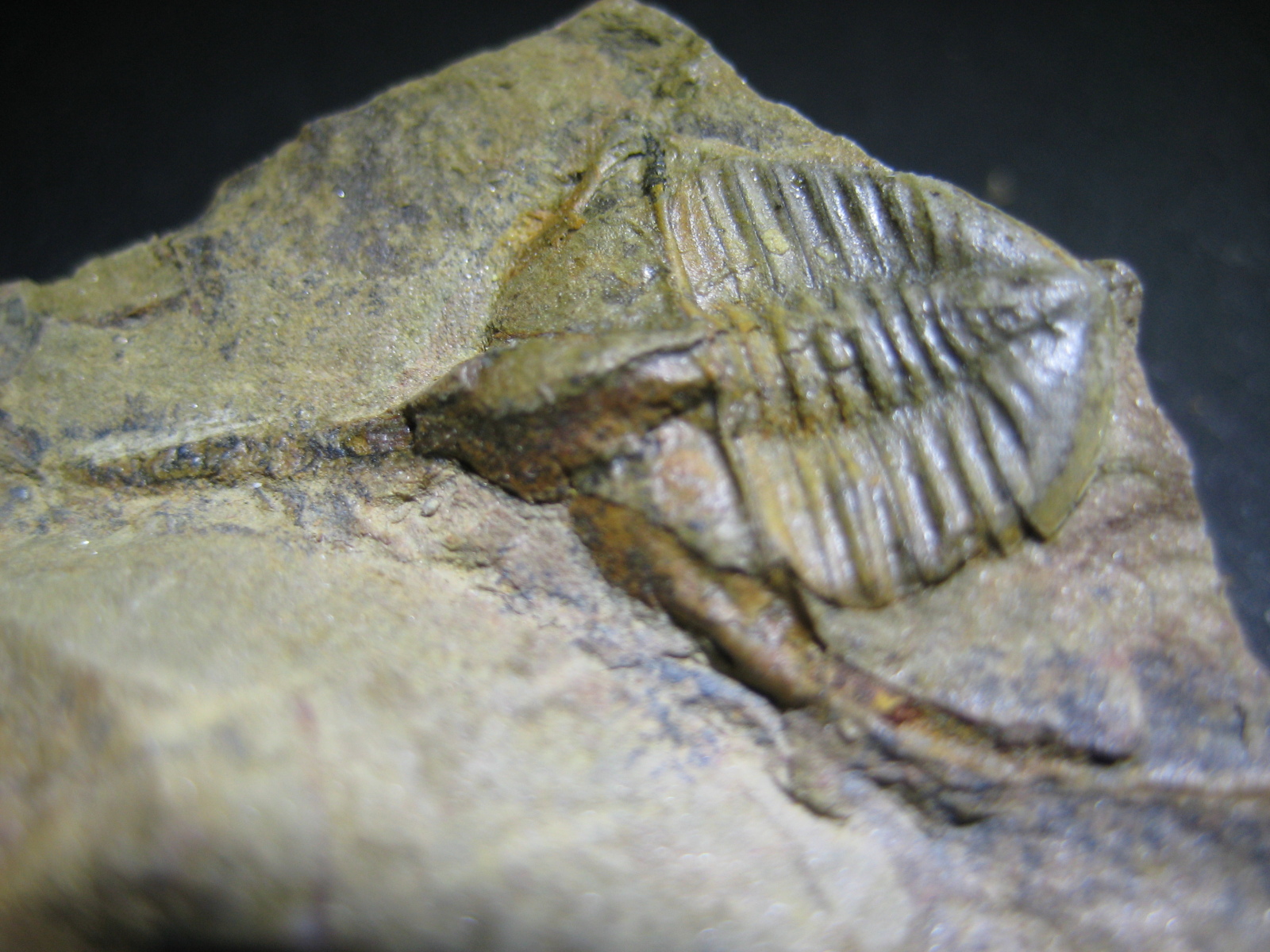 Mis trilobites. 28lgcns