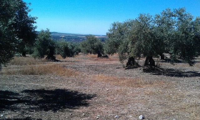 Olivar Anlo Octubre 2016 (Jaén) 2d0cswy