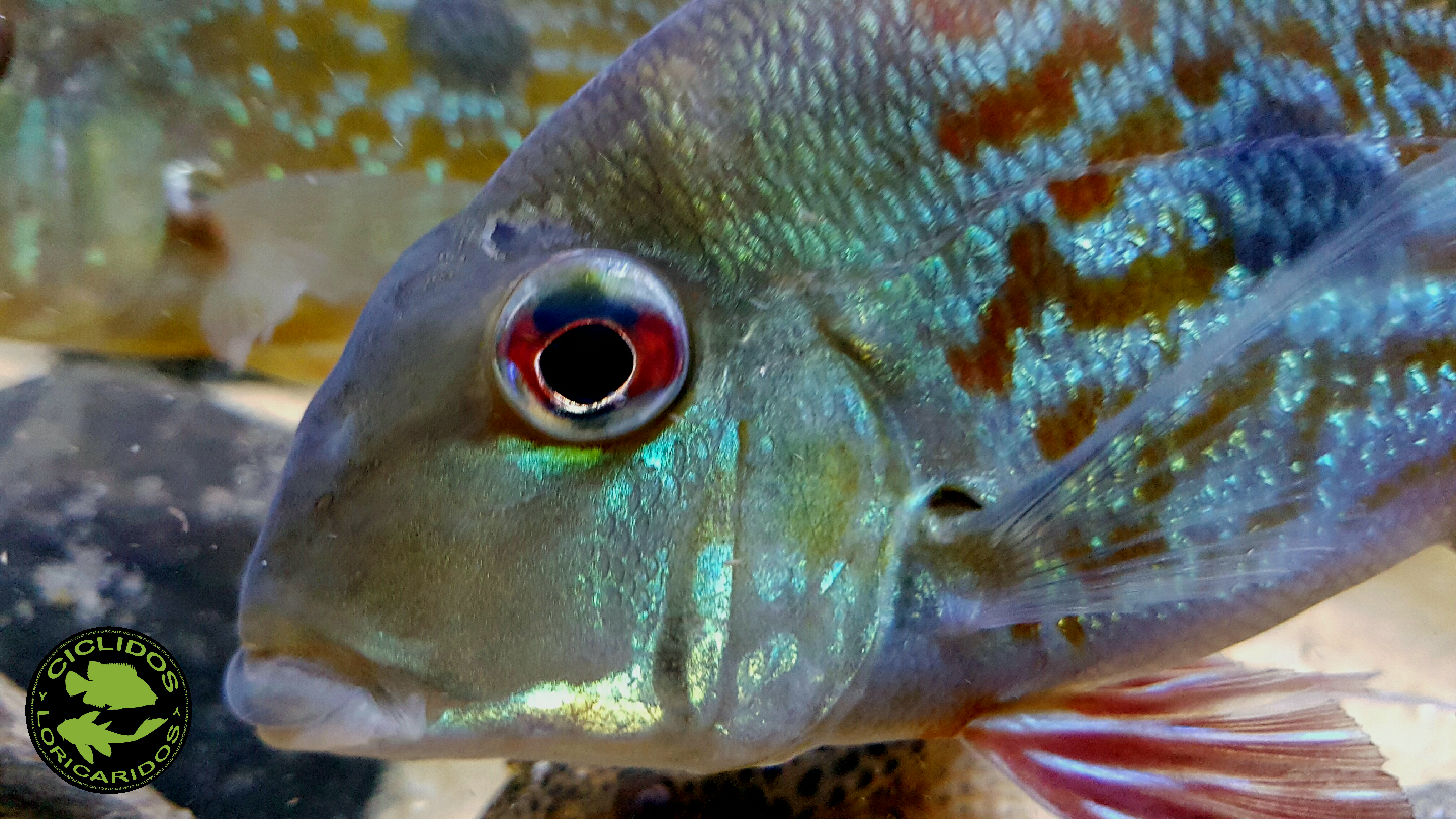 Geophagus winemilleri LÓPEZ-FERNÁNDEZ & TAPHORN, 2004 - Página 3 2hx1rn6