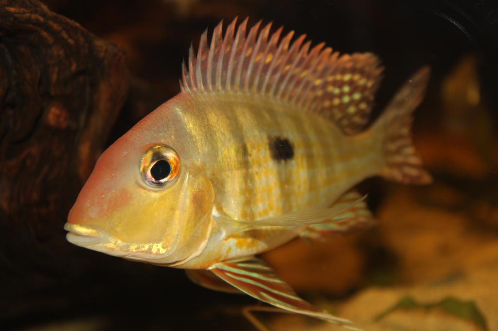 Geophagus sp.Tapajos Geophagus sp.Tapajos