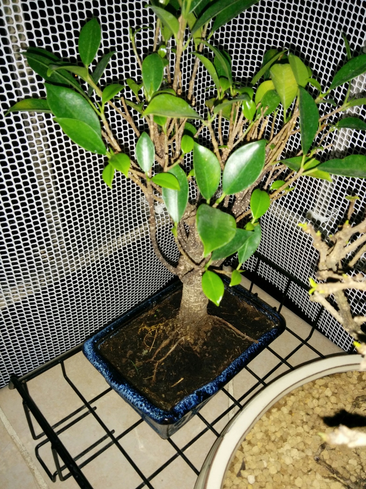 esqueje ficus 2q0vc4k