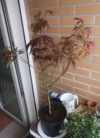 ficus - Necesito una mano con este arce y este ficus (ahora con imágenes) 2rfg4ef