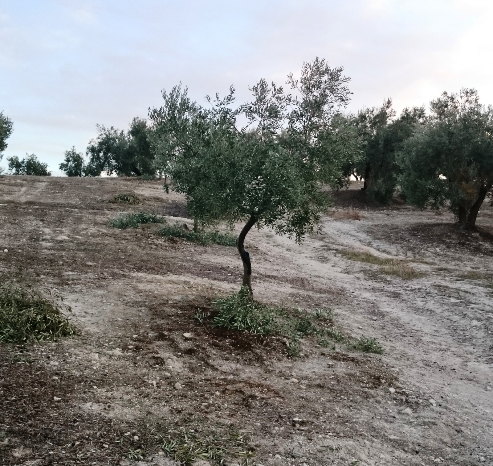 Crecimiento de plantones olivo - Página 5 2unvzux