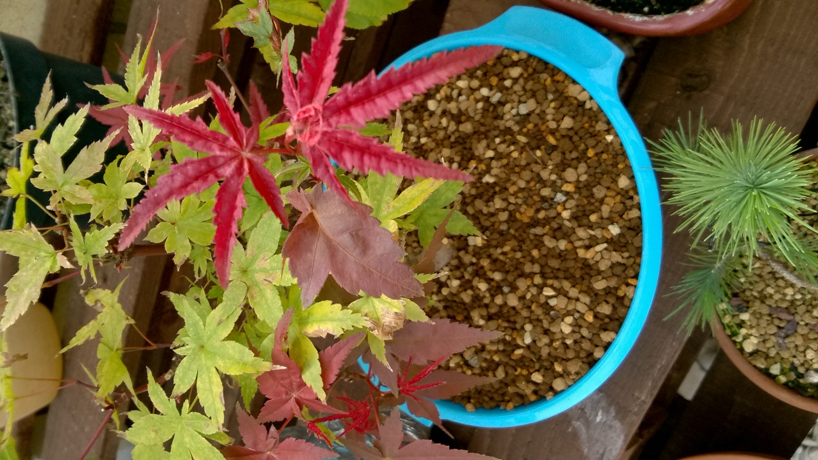 Acer palmatum brotando en septiembre 2ymt2xd