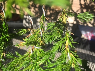 Juniperus con agujas amarillas 30segpf