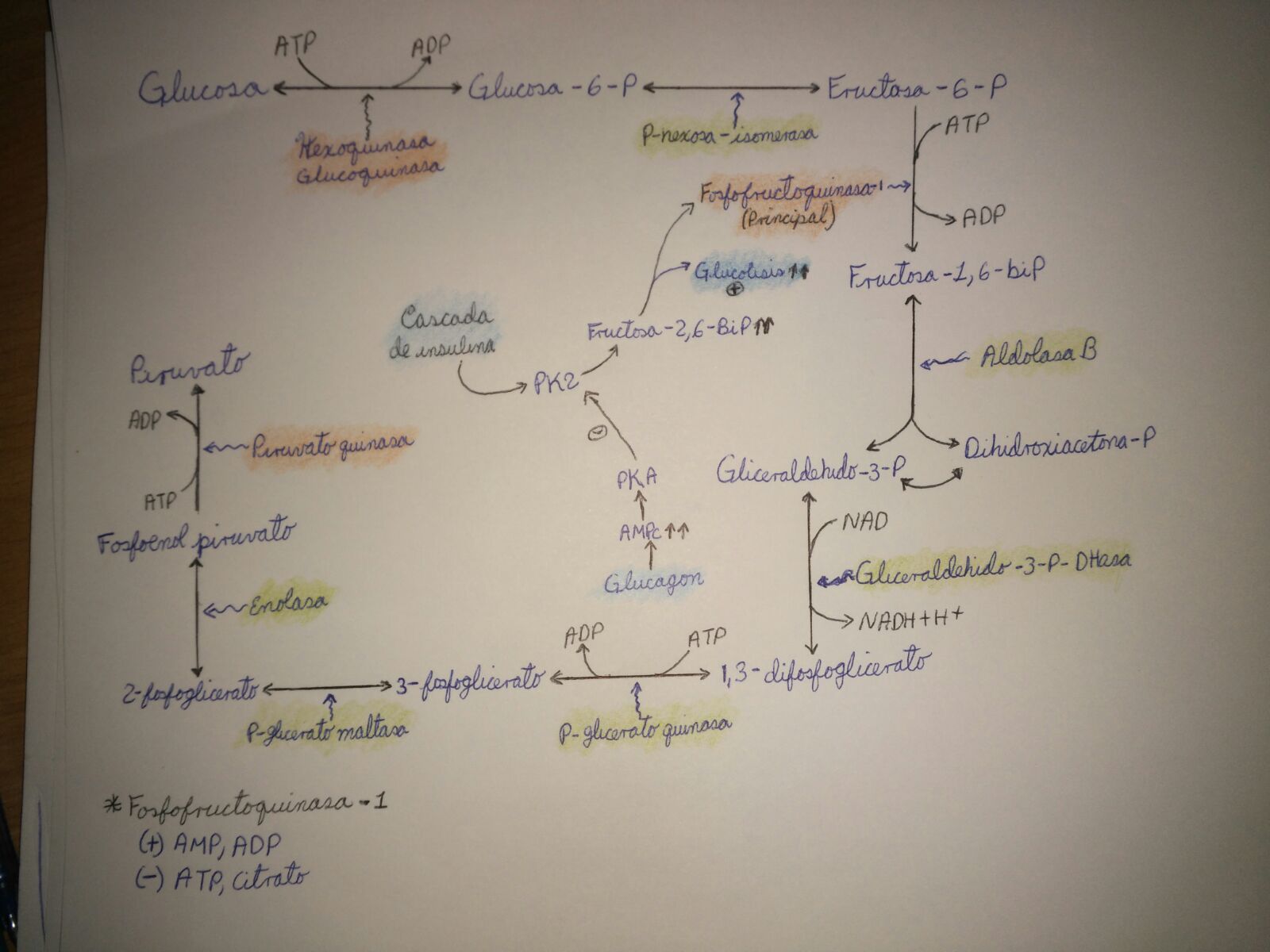 Unidad-II: Metabolismo de los Hidratos de carbono (12-19 sept-16) B8loqb