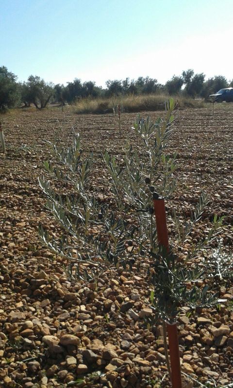 Crecimiento de plantones olivo - Página 4 Dq1zs8