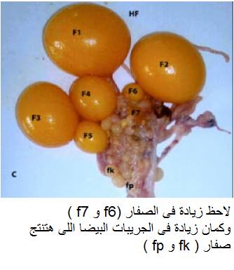 سلسلة تجارب عشبية فى البياض Fmt5c9