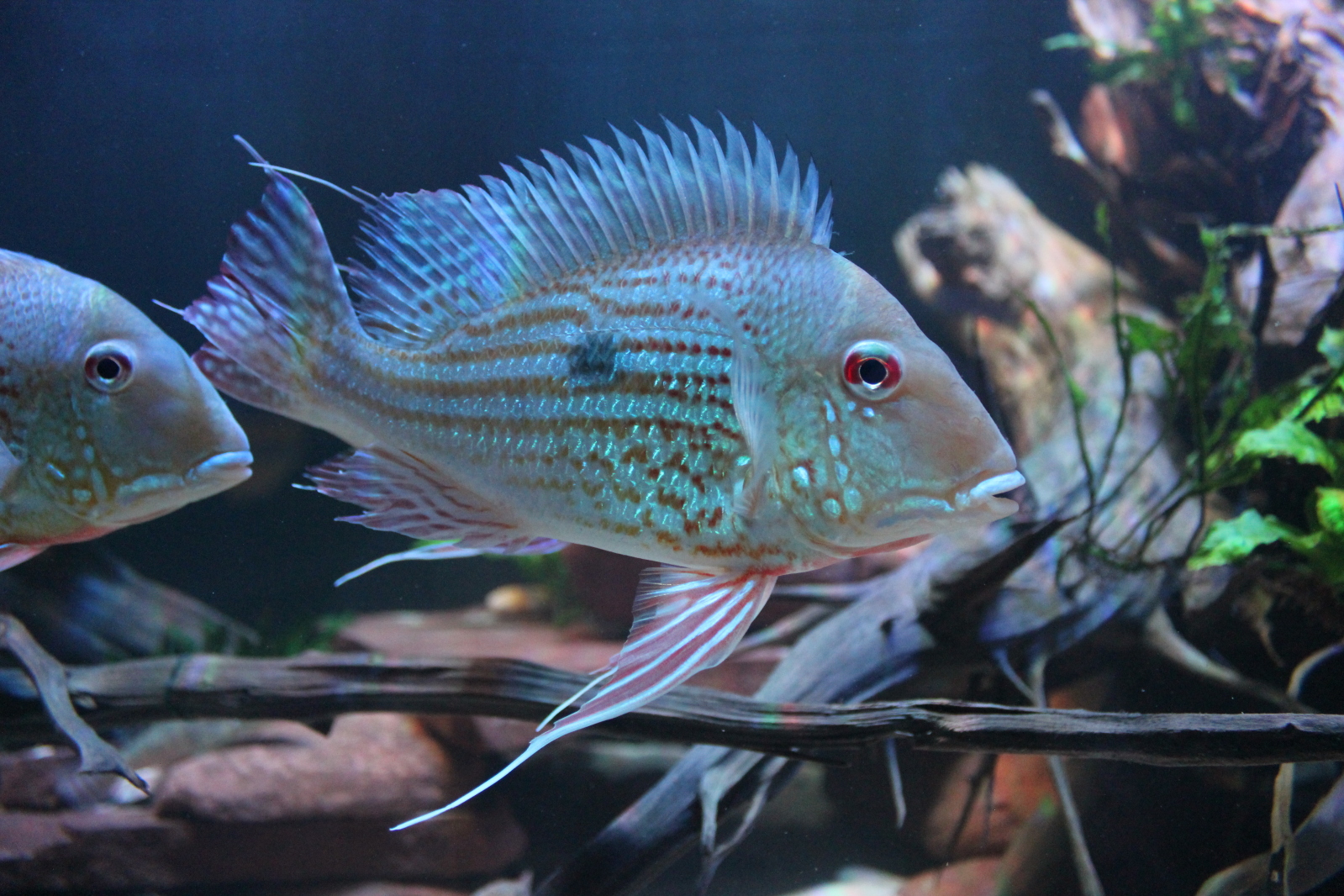 Geophagus abalios López-Fernández & Taphorn, 2004 M9q6na