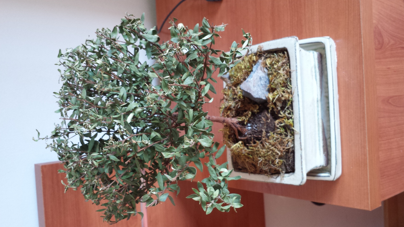 Bonsai Myrtus!  Rje894