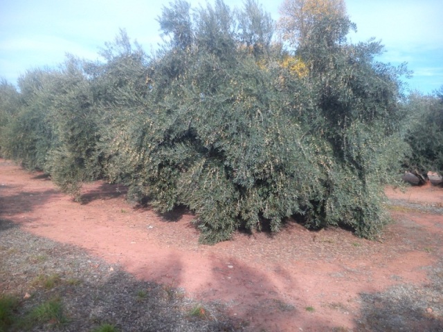 Olivar Anlo Octubre 2016 (Jaén) Szh5j9