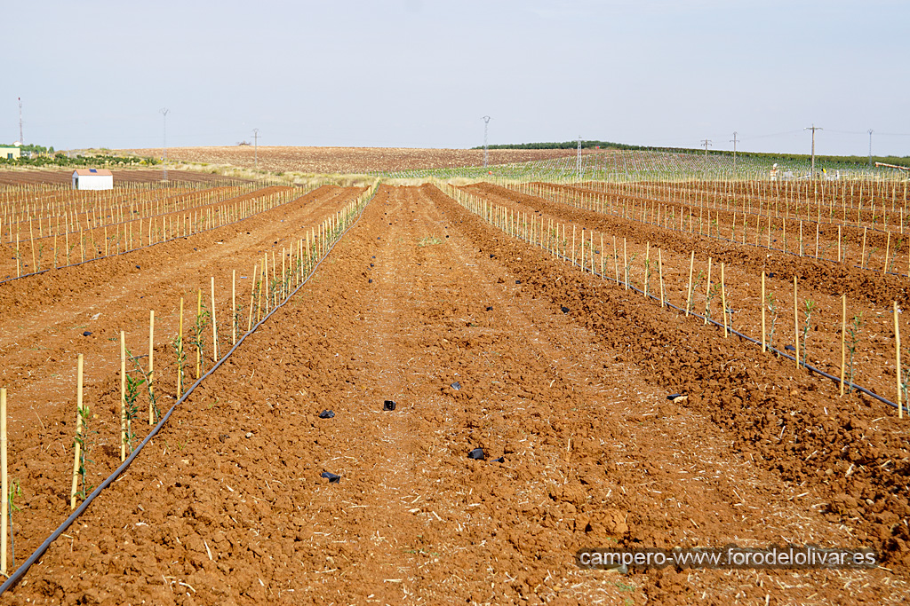 Plantación de olivar superintensivo e intensivo (Badajoz) T9e9t5