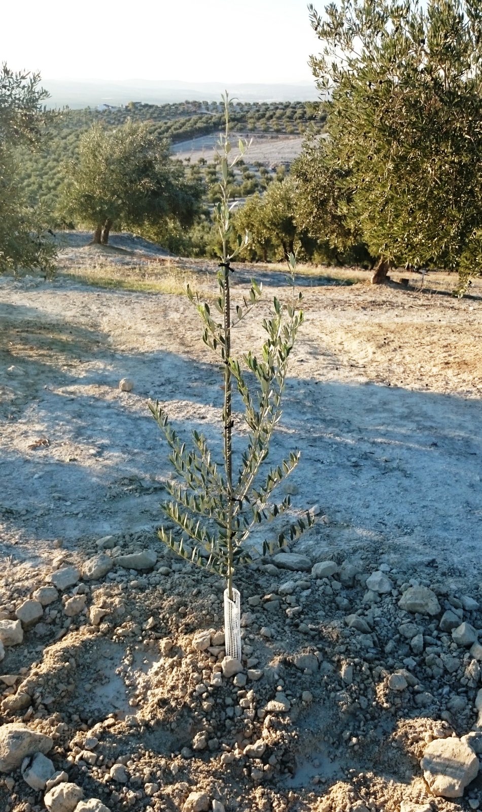 Crecimiento de plantones olivo - Página 5 Xeqrki